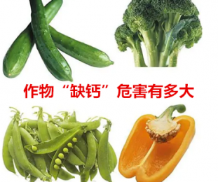 作物“缺鈣”危害有多大？趕緊看吧！